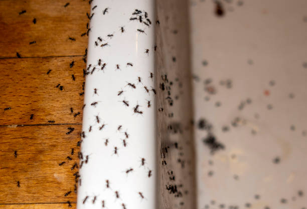 Best Ant Control Services  in The Villages, FL